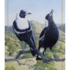 Maxwell & Williams Birds Of Australia KC 10yr Anniversary 50x70cm Tea Towel Magpie Print -Kitchen Essentials Shop 720216460 1 720x928