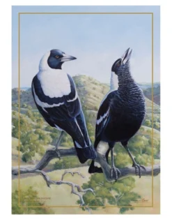 Maxwell & Williams Birds Of Australia KC 10yr Anniversary 50x70cm Tea Towel Magpie Print