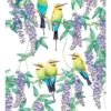 Maxwell & Williams Royal Botanic Gardens Victoria Garden Friends 50x70cm Tea Towel Rainbow Bee-Eater Print 1 Maxwell & Williams Royal Botanic Gardens Victoria Garden Friends 50x70cm Tea Towel Rainbow Bee-Eater Print -Kitchen Essentials Shop 790397650 1 720x928