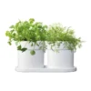 Olive Herb Set In White -Kitchen Essentials Shop 897214690 1 720x928